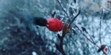 В Ульяновской области вновь ожидаются ночные заморозки