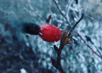 С 13 по 15 сентября в Ульяновской области прогнозируются заморозки