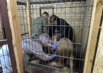 Львы и львицы прошли плановую вакцинацию в Ульяновске