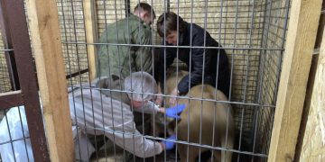 Львы и львицы прошли плановую вакцинацию в Ульяновске