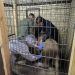 Львы и львицы прошли плановую вакцинацию в Ульяновске