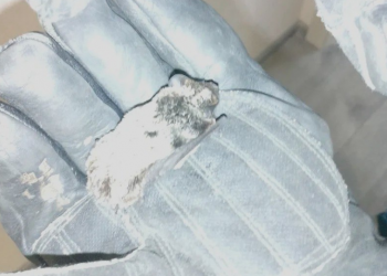 Очередную летучую мышь поймали в ульяновской квартире