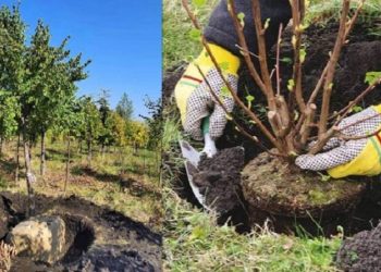 Осенью на улицах Ульяновска высадят 4000 деревьев и кустарников