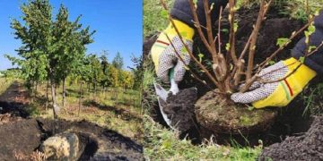 Осенью на улицах Ульяновска высадят 4000 деревьев и кустарников