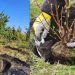 Осенью на улицах Ульяновска высадят 4000 деревьев и кустарников