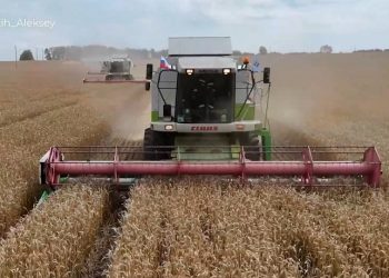 Есть 2 000 000 тонн: Ульяновская область бьет исторические рекорды по урожаю зерна