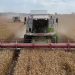 Есть 2 000 000 тонн: Ульяновская область бьет исторические рекорды по урожаю зерна