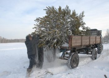 Семейную группу ульяновских «чёрных лесорубов» будут судить за вырубку 795 деревьев