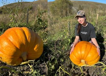 Блогер Оля из села Коржевка Ульяновской области вырастила гигантскую тыкву