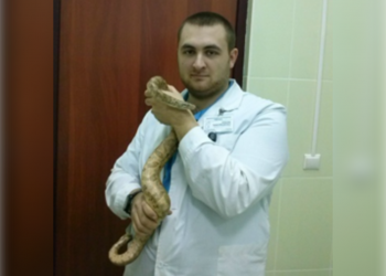 Ульяновские ветеринары спасли от гибели императорского удава