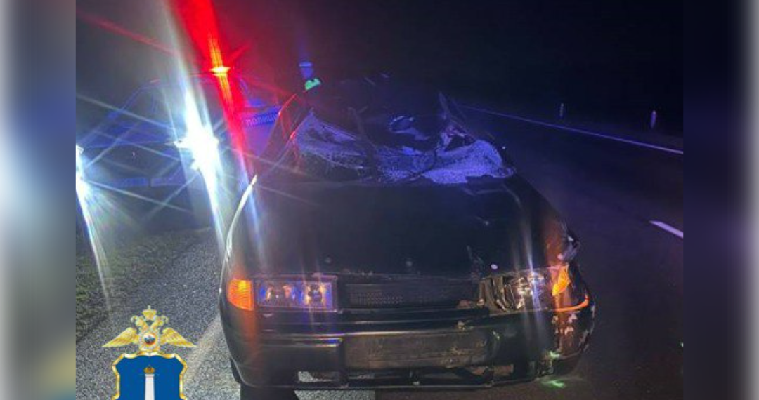 Ночное ДТП с животным случилось на трассе «Саранск – Сурское – Ульяновск»