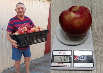 Радищевский глава похвастался гигантским яблоком из своего сада