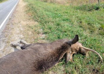 Два человека доставлены в больницу после столкновения авто с лосем в Сенгилеевском районе