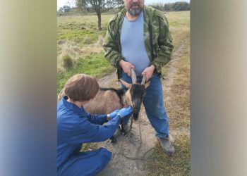 Ветеринары Ульяновска усилили мониторинг бруцеллёза в частных хозяйствах