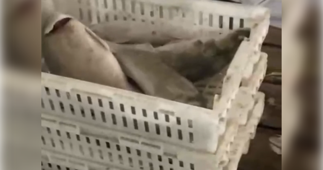 Более 55 тонн незаконной рыбной продукции изъяли в Ульяновске