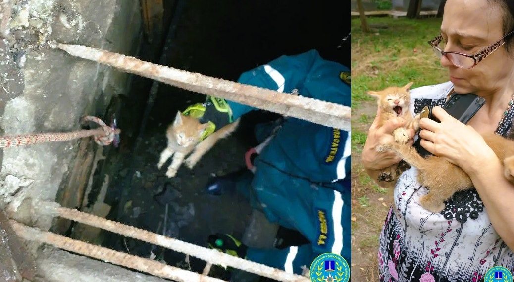 «Котооперация» на Московском шоссе: спасатели подарили малышам вторую жизнь