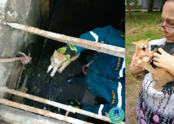 «Котооперация» на Московском шоссе: спасатели подарили малышам вторую жизнь