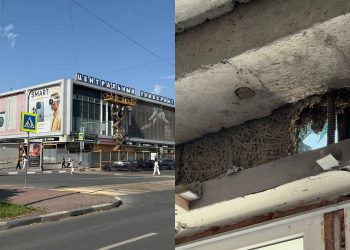 Водоросли вместо утеплителя нашли реставраторы в стенах ульяновского ЦУМа