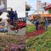 Ульяновск готовится к заморозкам: цветочные вазоны отправляются на зимнее хранение