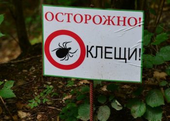 За неделю от клещей пострадало почти 300 жителей Ульяновской области