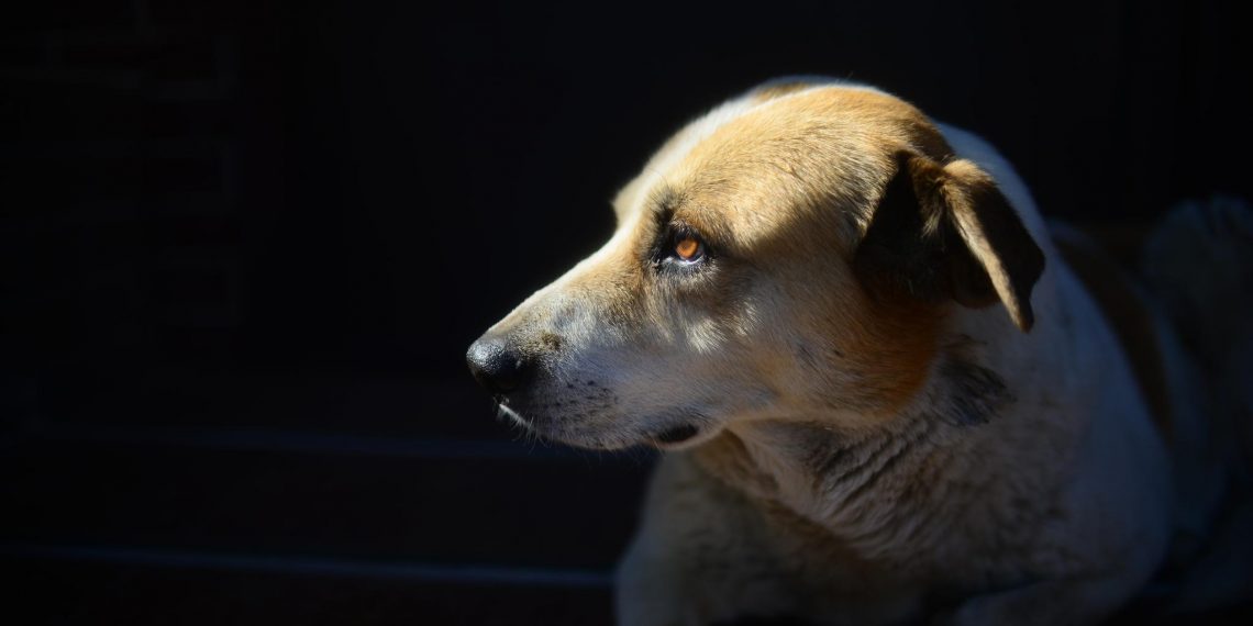 Бездомные собаки покусали детей: тереньгульские власти выплатили компенсацию