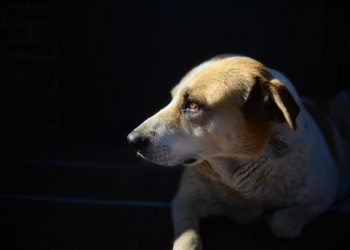 Бездомные собаки покусали детей: тереньгульские власти выплатили компенсацию