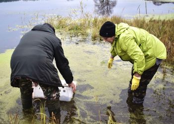 В мулловскую Красотку выпустили первую партию рыбы
