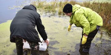 В мулловскую Красотку выпустили первую партию рыбы