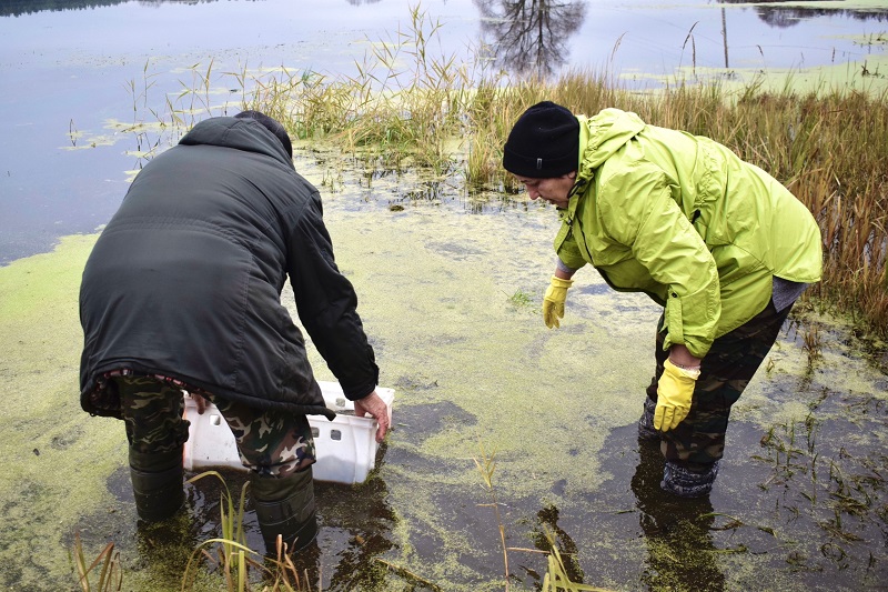 В мулловскую Красотку выпустили первую партию рыбы