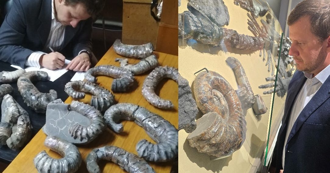 Французские палеонтологи назвали новый род древних моллюсков в честь Ульяновска