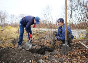 Более 50 деревьев и кустарников высадили в ульяновском сквере на берегу Свияги