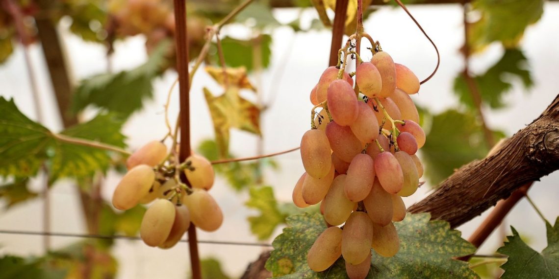 В Ульяновском районе планируют расширить виноградный питомник