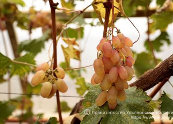 В Ульяновском районе планируют расширить виноградный питомник