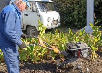В Ульяновске высадят 43 тысячи тюльпанов: смотрим — где