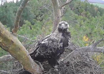 Белогор и Арбушка попрощались с гнездом в Сенгилеевских горах