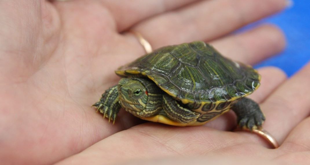 В Ульяновске за качеством дорожных знаков следит черепаха