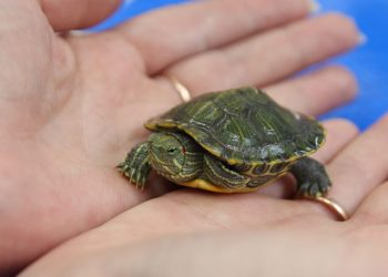В Ульяновске за качеством дорожных знаков следит черепаха