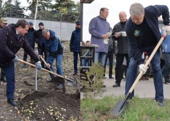 Русских, Болдакин и засвияжцы высадят 25 пирамидальных тополей на Камышинской