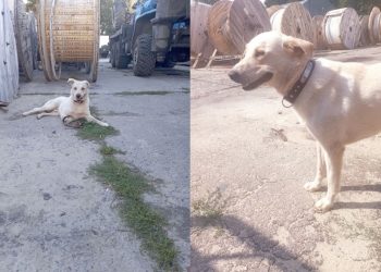 Три года на посту: пёс из ЛНР верно охраняет ульяновское предприятие