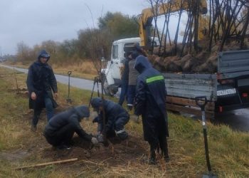 3759 деревьев в рамках осеннего благоустройства высадили в Ульяновской области