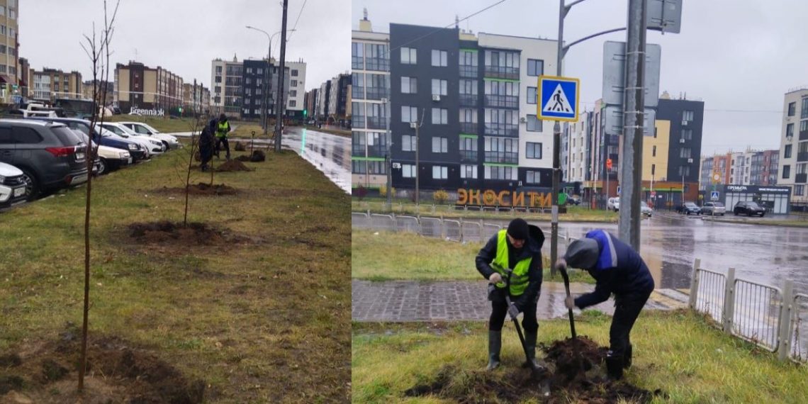 Зеленый пояс проспекта Ливанова в Ульяновске пополнился новыми деревьями