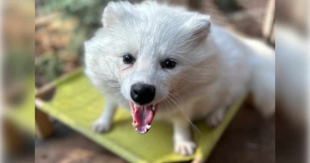 Ульяновский зоопарк меняет график работы