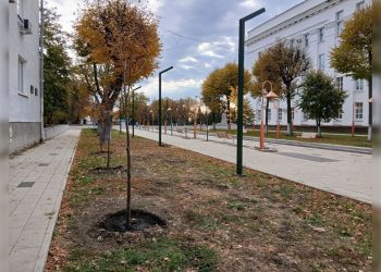 В центре Ульяновска этой осенью высадят свыше 200 крупных деревьев