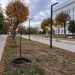 В центре Ульяновска этой осенью высадят свыше 200 крупных деревьев