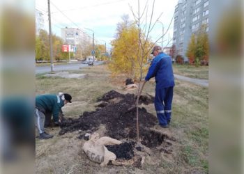 100 новых деревьев появятся в Железнодорожном районе Ульяновска