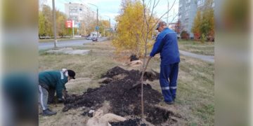 100 новых деревьев появятся в Железнодорожном районе Ульяновска