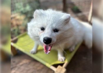 Ульяновский зоопарк меняет график работы