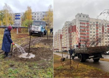 41 новое дерево для Ульяновска: где появились молодые липы