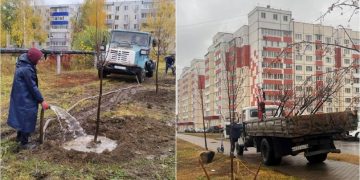41 новое дерево для Ульяновска: где появились молодые липы