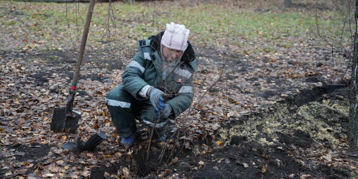 Какие деревья и кустарники высадят этой осенью в Заволжском районе Ульяновска